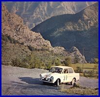 Daffodil in the Coupe des Alpes